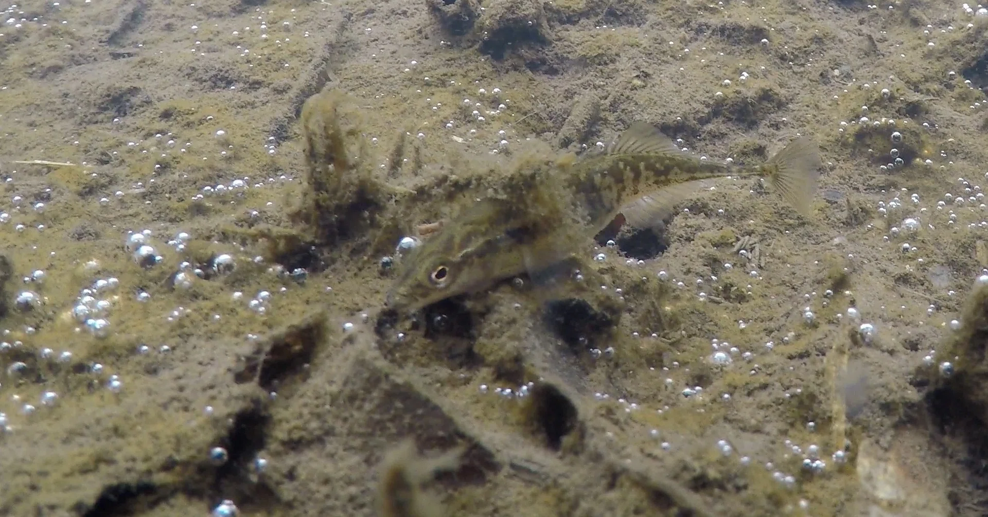 トゲウオのトゲの使い道 北海道魚類映画社 Note トゲウオのトゲの使い道 北海道魚類映画社 Note