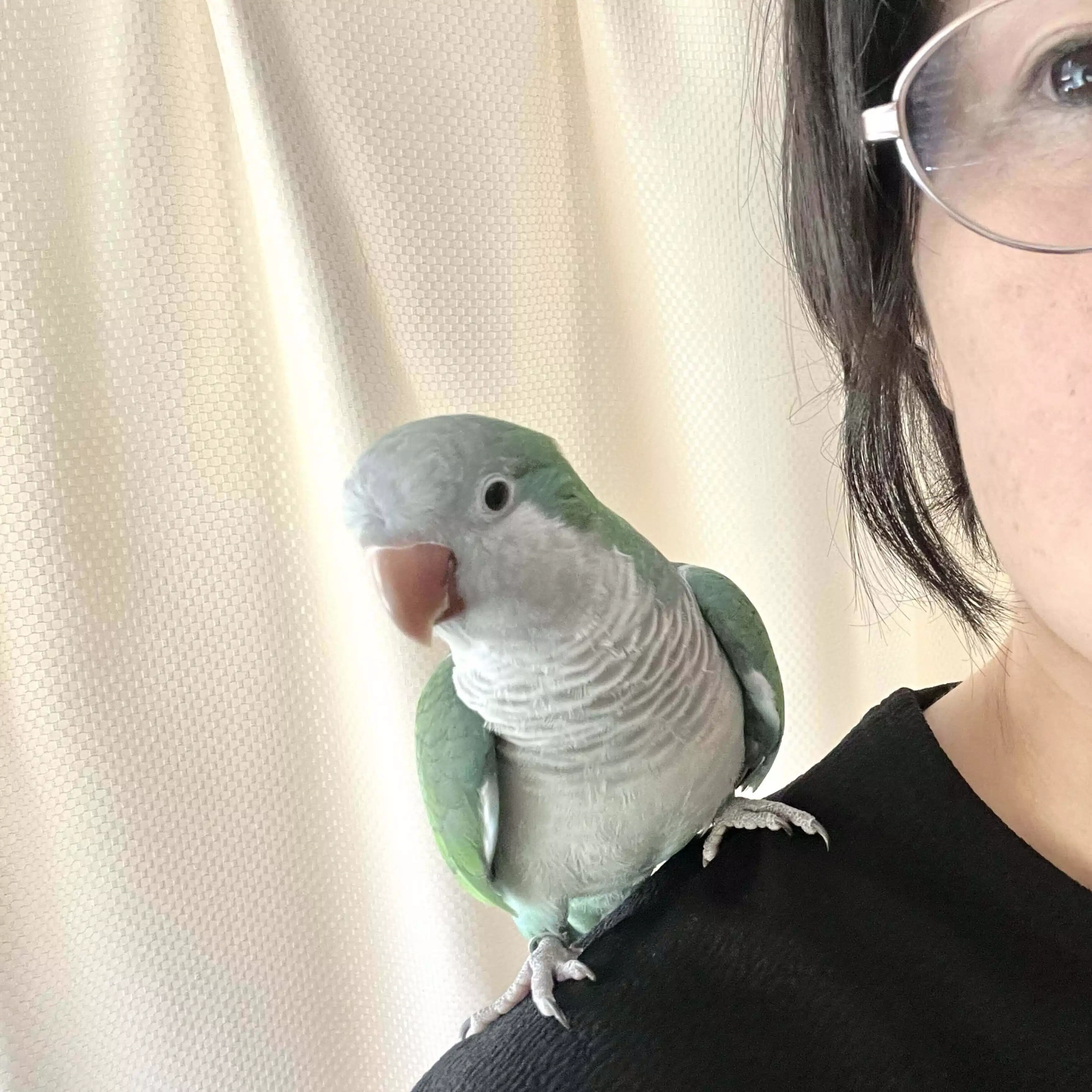 よもぎ｜住まいと暮らしとオキナインコ