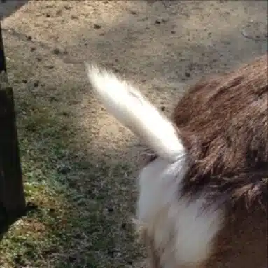 山本