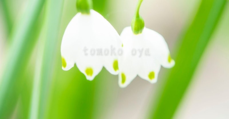 すずらん 画像販売 Tomoko Oya Note