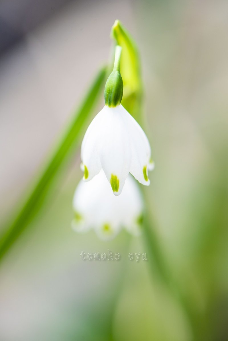 すずらん 画像販売 Tomoko Oya Note すずらん 画像販売 Tomoko Oya Note