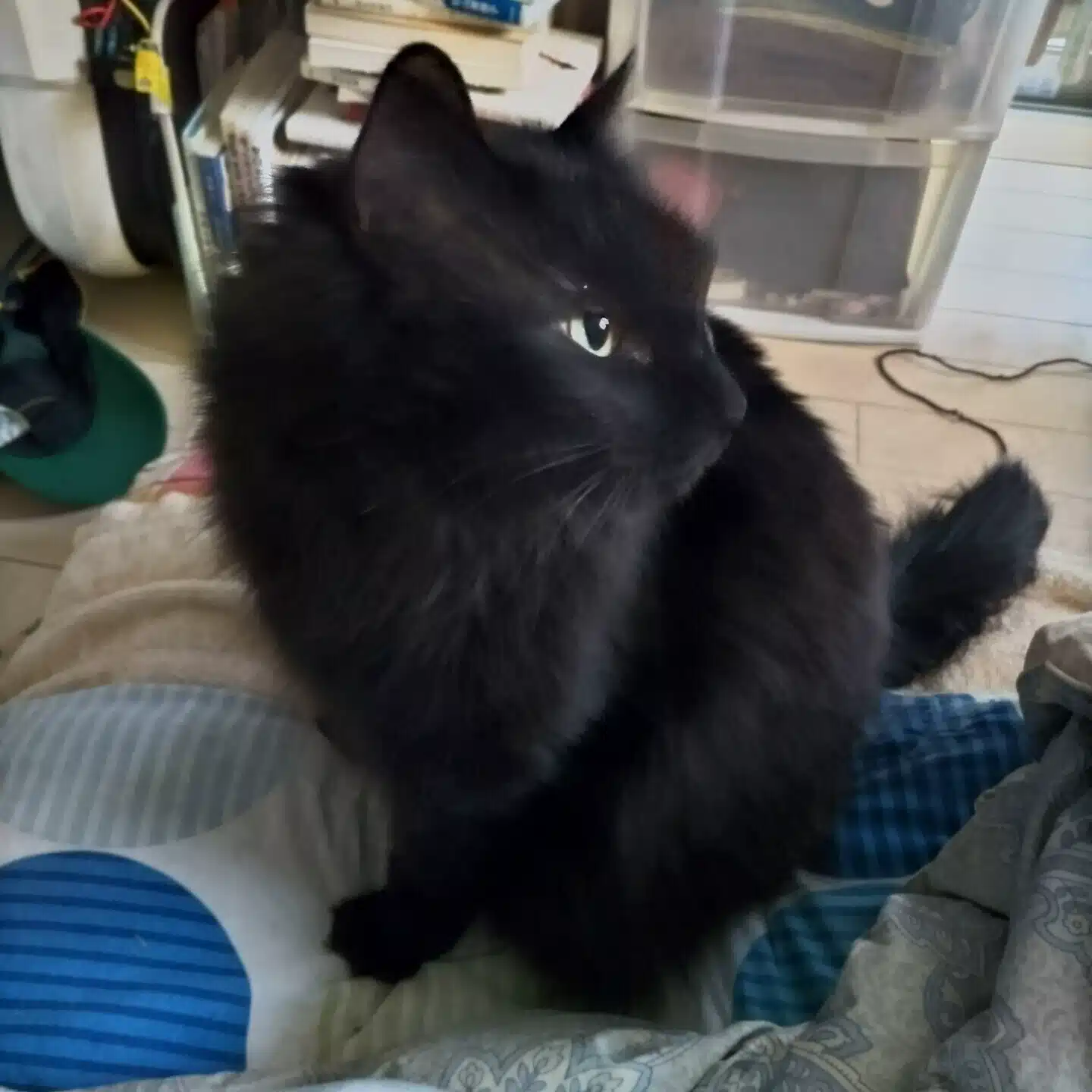 すーちゃん