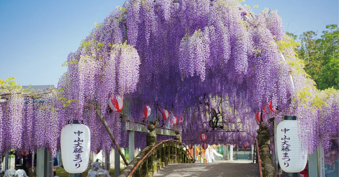 中山大藤まつり］春を感じる可憐で美しい藤の花を愛でる（4/15〜28