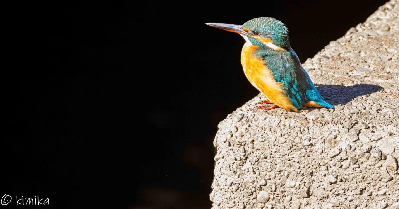 Introspection of an Earthling: On Sensitivity, Perception, and Empathy ...