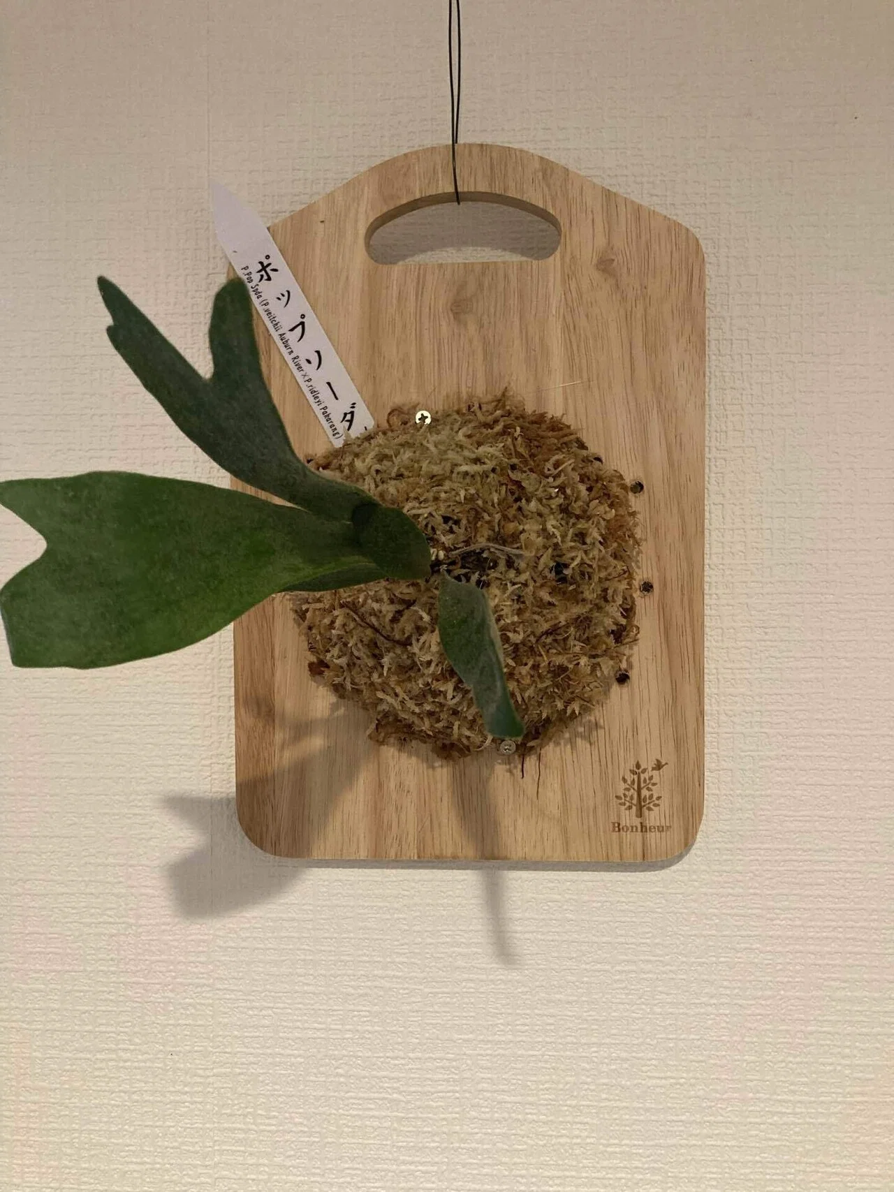 麋角狩」で見つけた運命の一株。予算オーバーは、未来の王への投資か