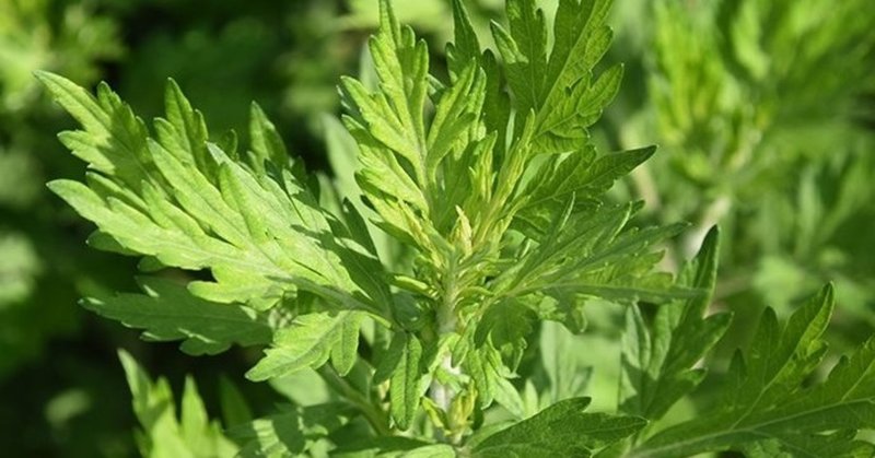 Nikiのホリスティック研究室 ヨモギ L 学名 Artemisia 心と魂とカラダの療法 Niki Holos Nikiのホリスティック研究室 Note Nikiのホリスティック研究室 ヨモギ L 学名 Artemisia 心と魂とカラダの療法 Niki Holos Nikiのホリスティック研究室 Note
