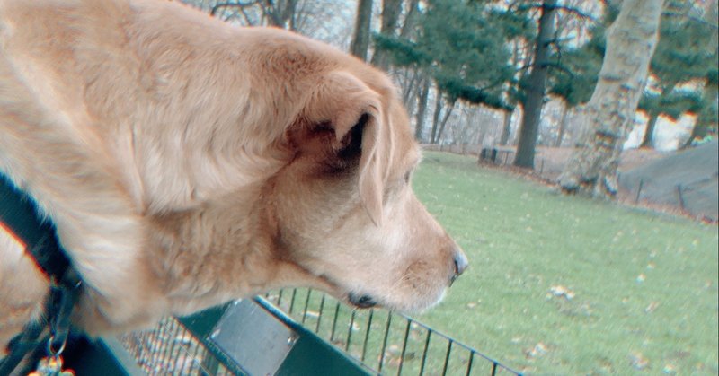 3 犬の目線 ニューヨークの片隅 Hako Note