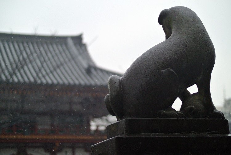 雨は狛犬を引き立てますね