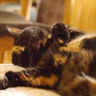 ジェノベーゼレシピとオリーブオイル それではさっそくbuonappetito サビ猫 Note