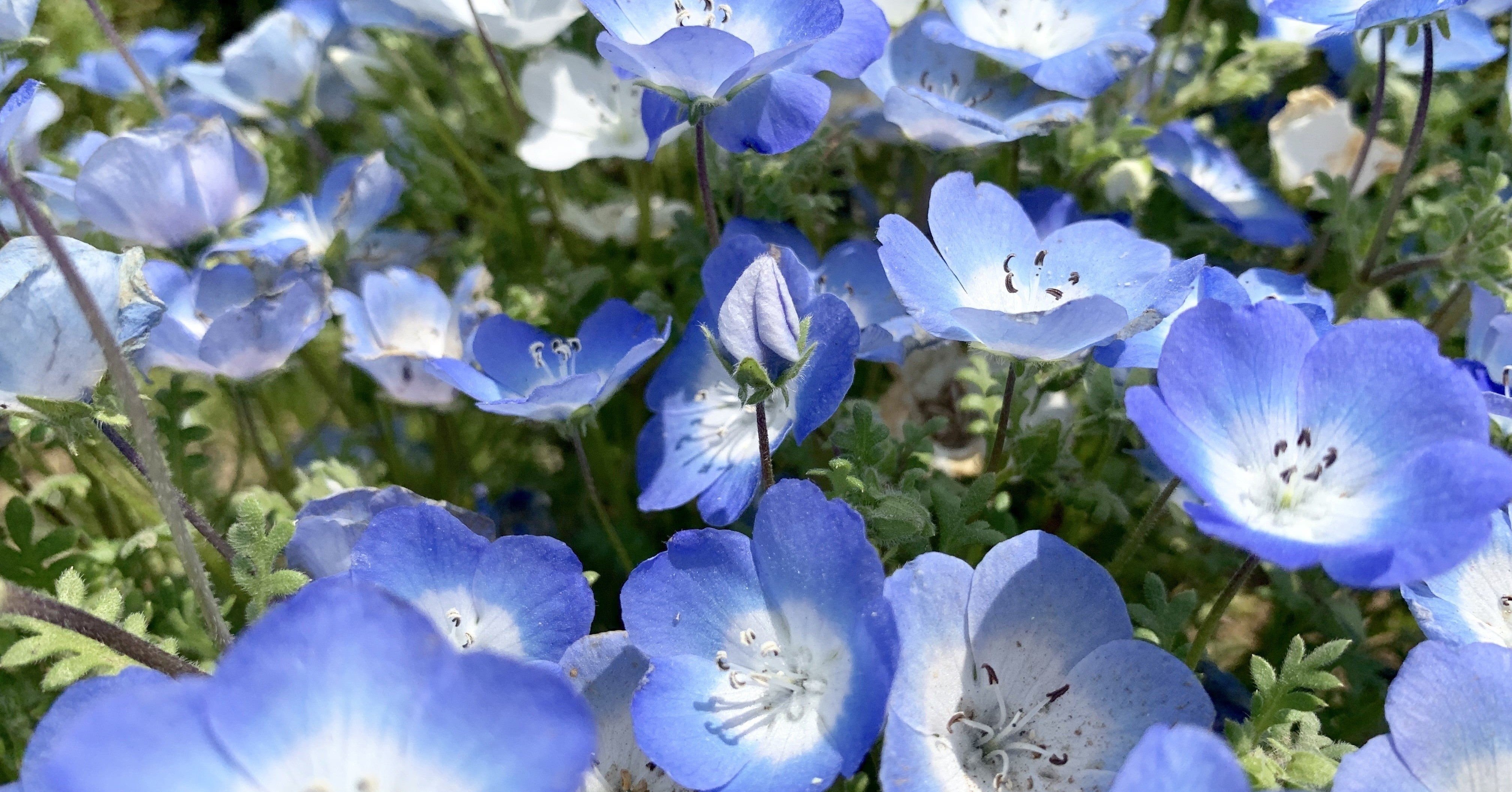 日本全国に配送可能なフラワーギフト 誕生日 記念日のプレゼントにおすすめの札幌のお花屋さん５選 My Florist Magazine Note