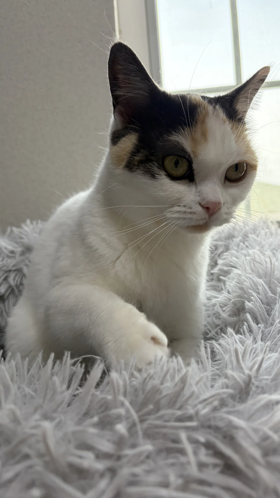 猫のにゃーにゃちゃん、ニャンサムウエア！？🥺Amazonが使う1つの解決