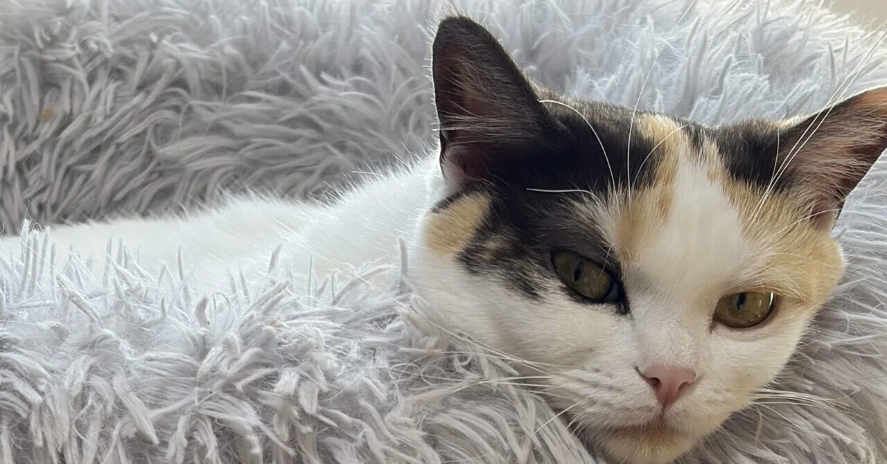 にゃあちゃん様 完成品ご確認ページ 猫のにゃーにゃちゃん、ニャンサムウエア！？🥺Amazonが使う1つの解決