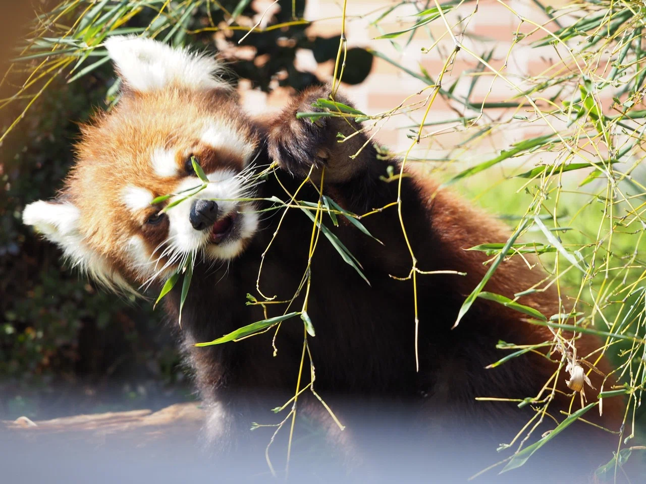 食べる たべる 16 02 29 東武動物公園にて Norimatsu Naoki Note