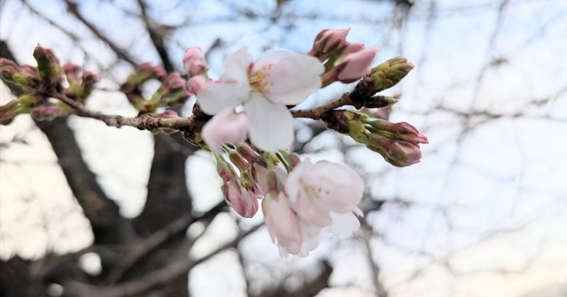 【春の便り。烏山川緑道の桜が開花しました🌸】