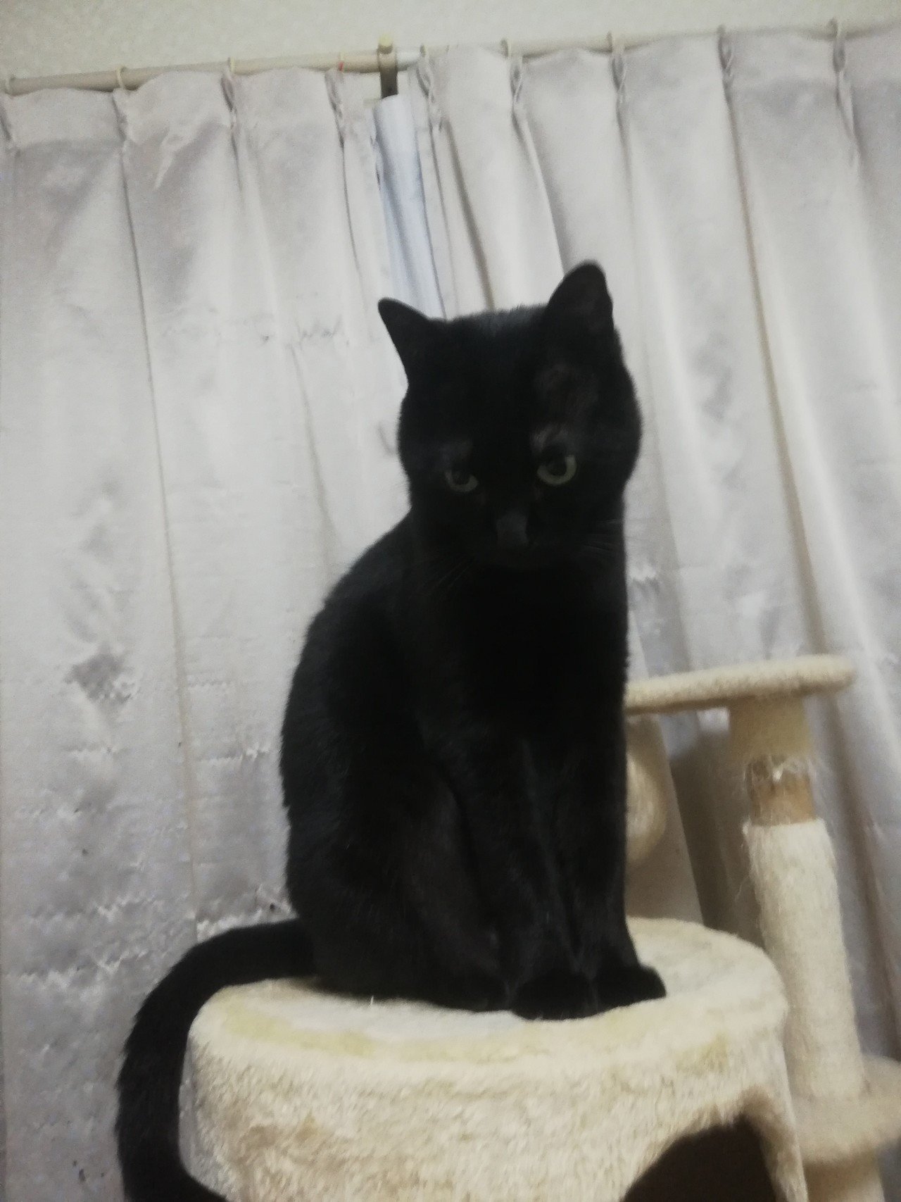 黒猫だけど名前はアカチャン 丸顔 Note