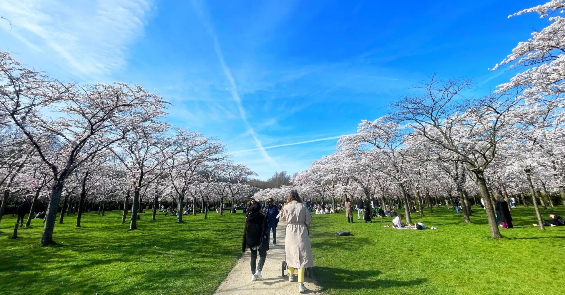 日本より「特等席」で。オランダ ボス公園の満開の桜、あと3年で見納め