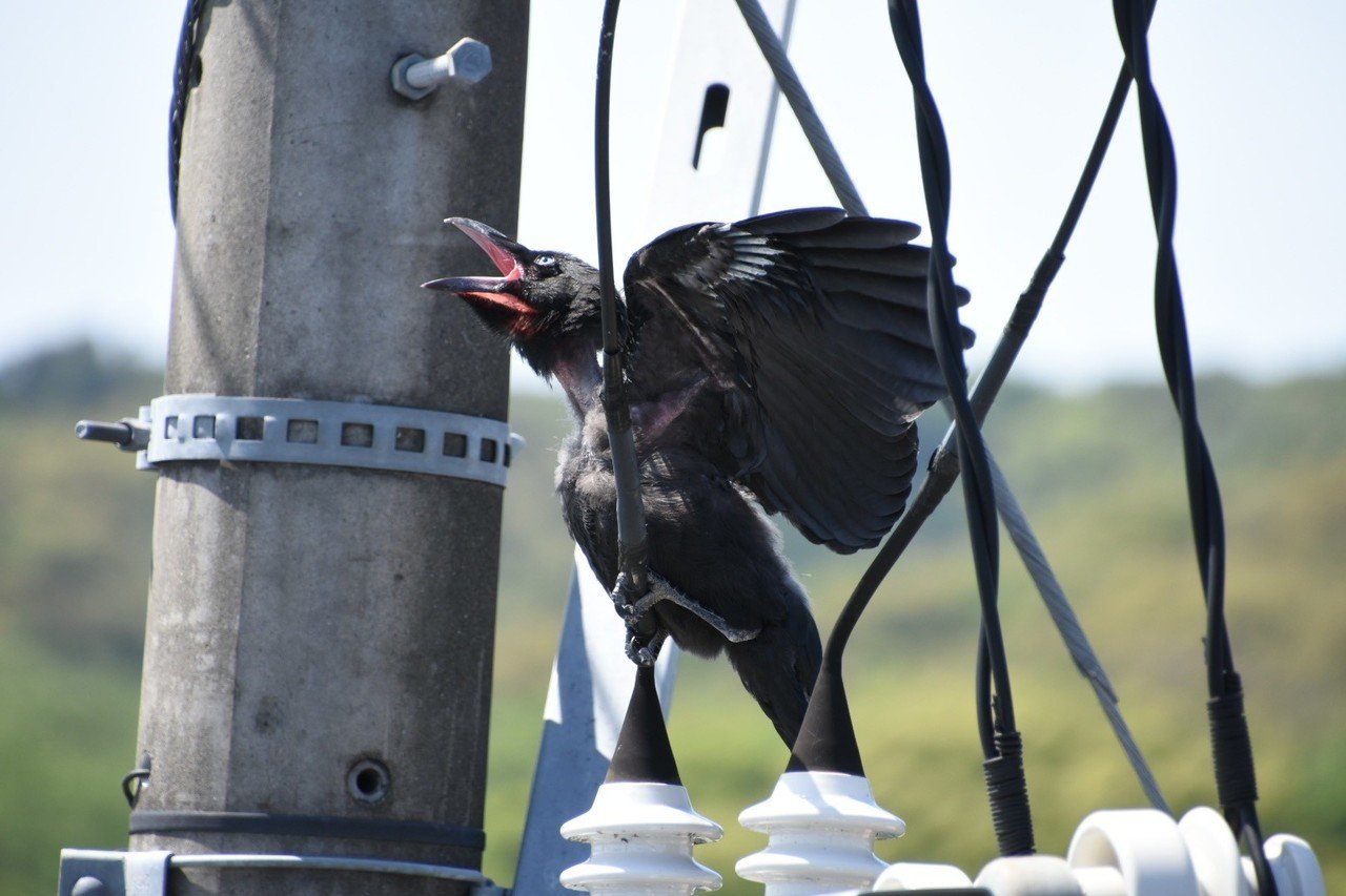 回数 カラス 鳴き声