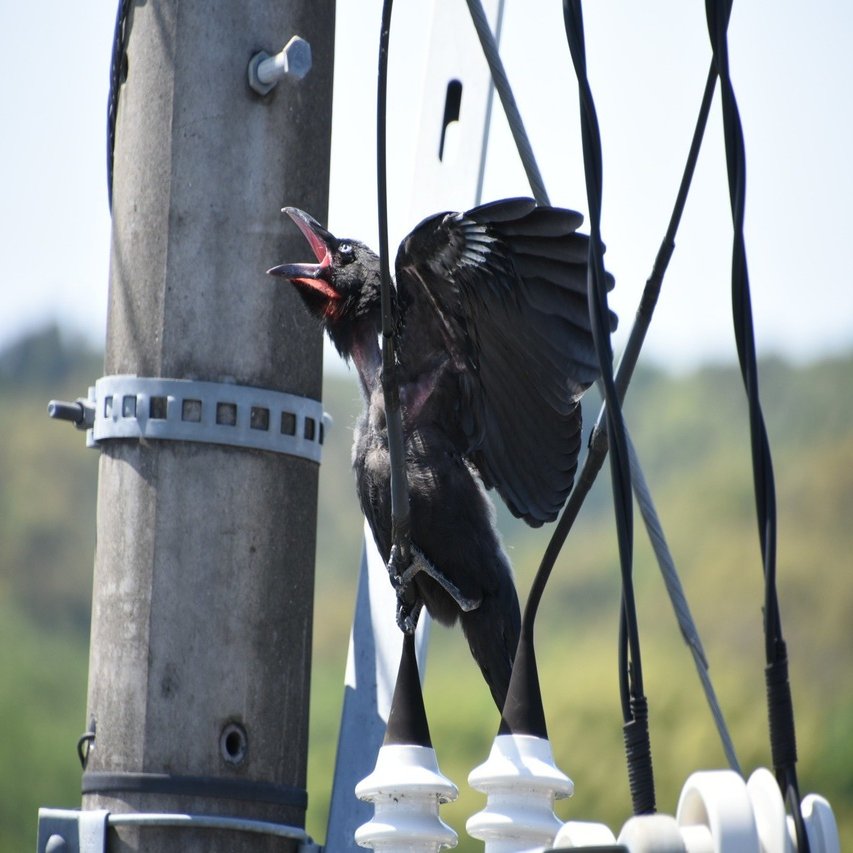 からす なぜ鳴くの みらい Note