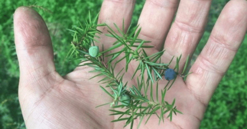 セイヨウネズの挿し木成功