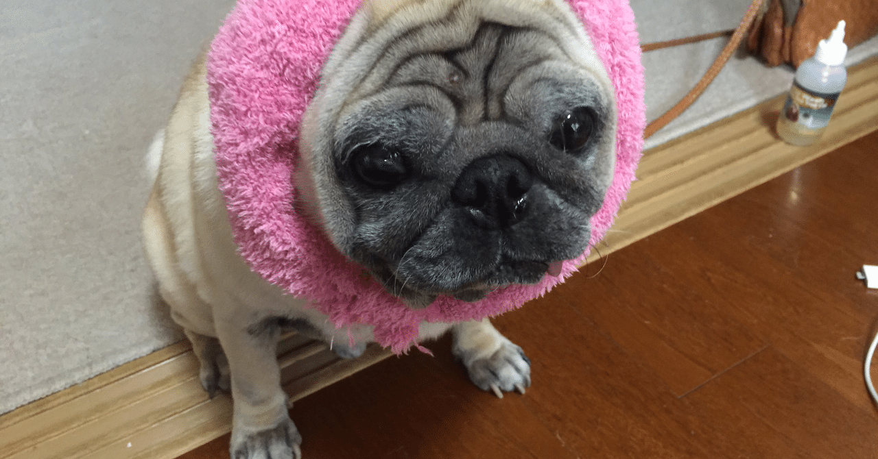 愛犬との16年3ヶ月 みくばんp Note