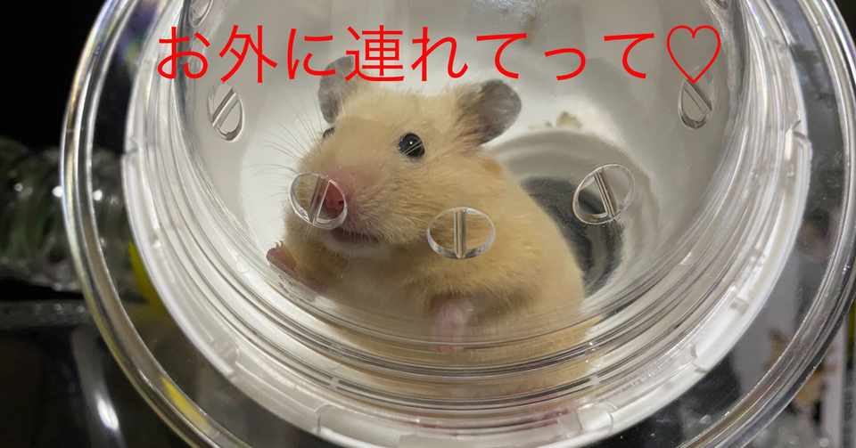 ハムスター飼育日記23日目 2020 5 18 サトウショウヘイ Note