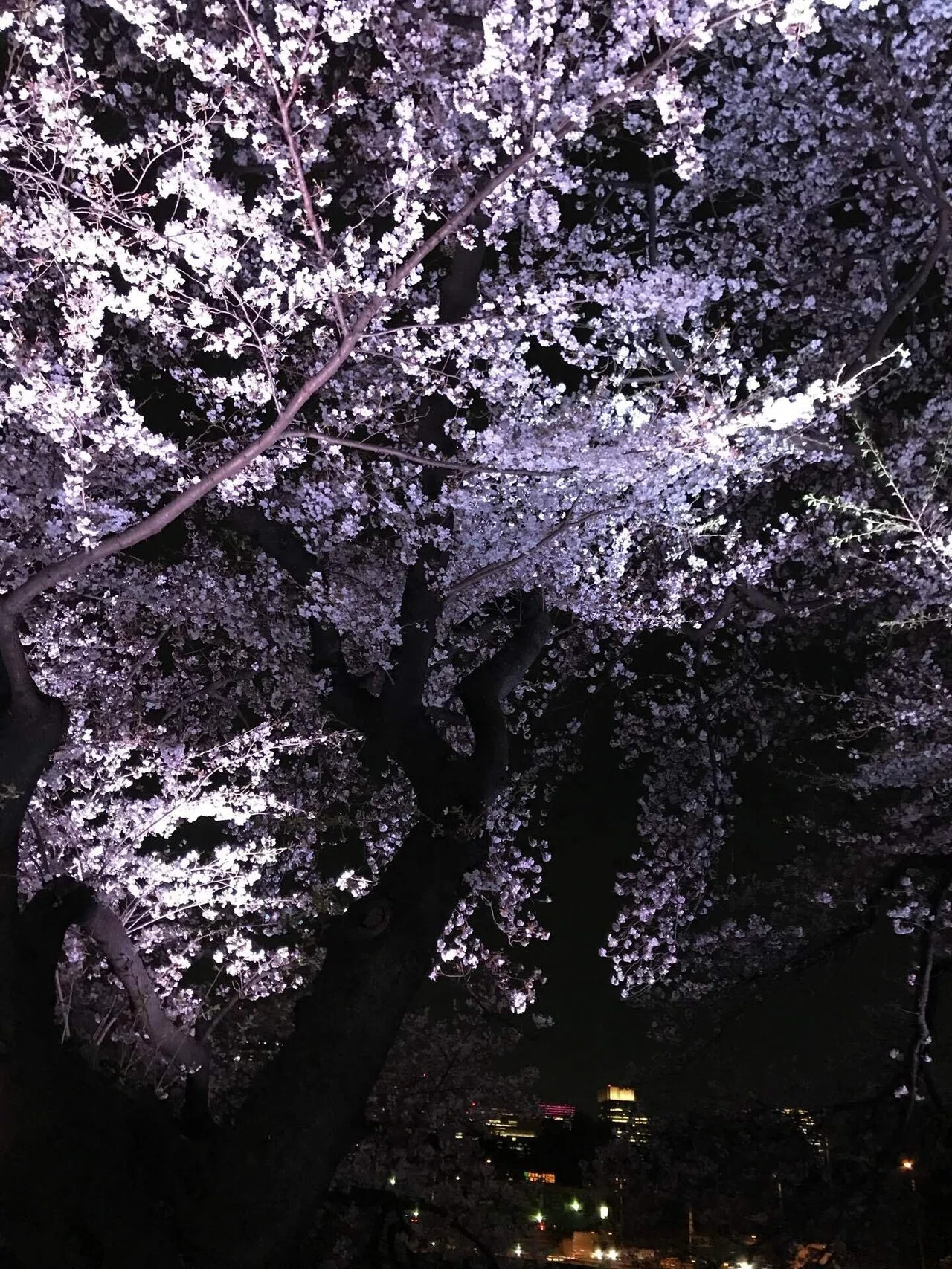 夜桜】2019年頃の千鳥ヶ淵公園｜あだち