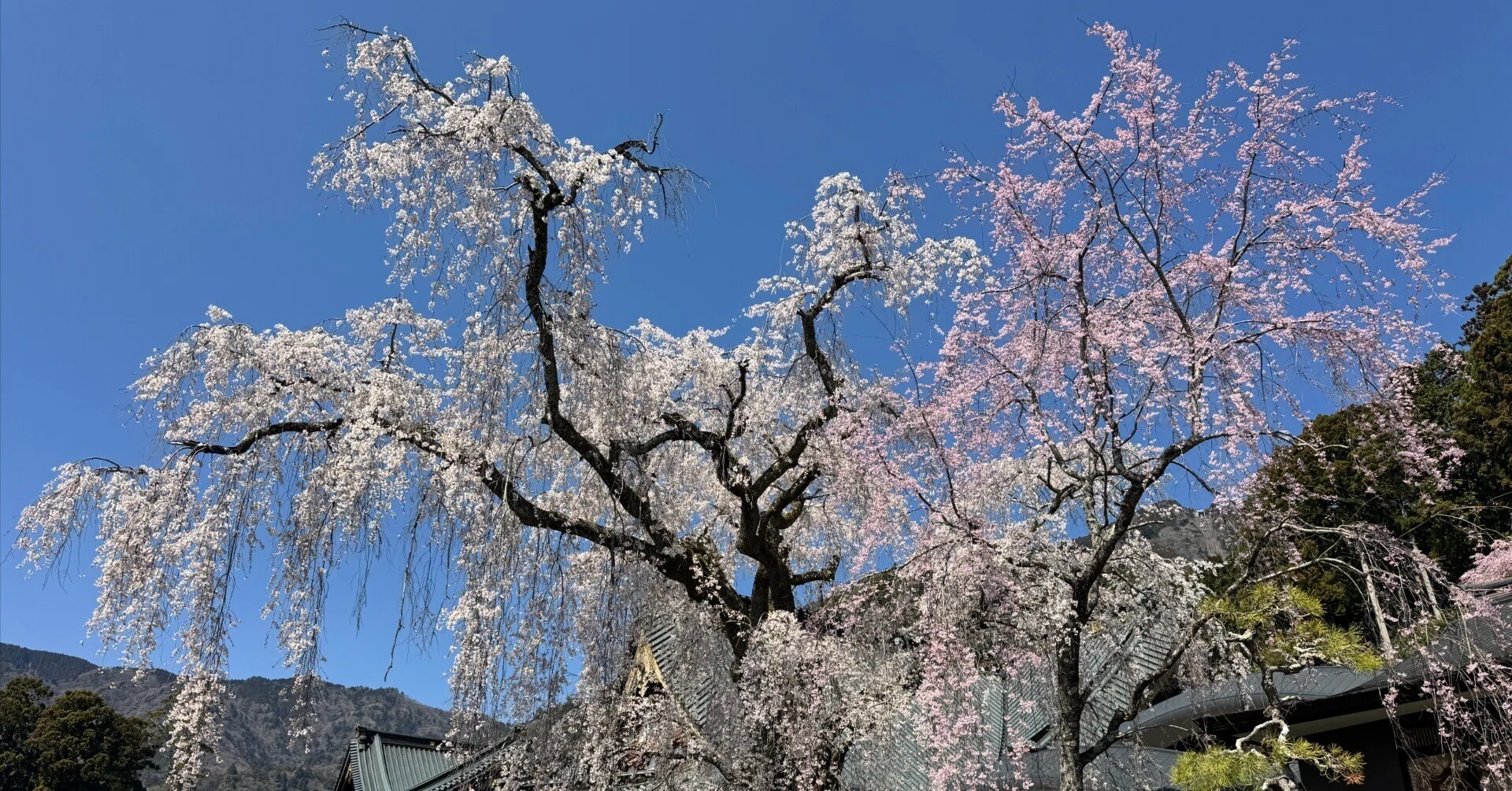 旅】 身延山「久遠寺」の桜へ日帰り旅｜渋滞で消耗して気づいた、ラク