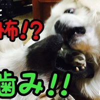 ドッグフードと手作り食 どっちが良いの ドッグライフサポーター 獅子パパ Note