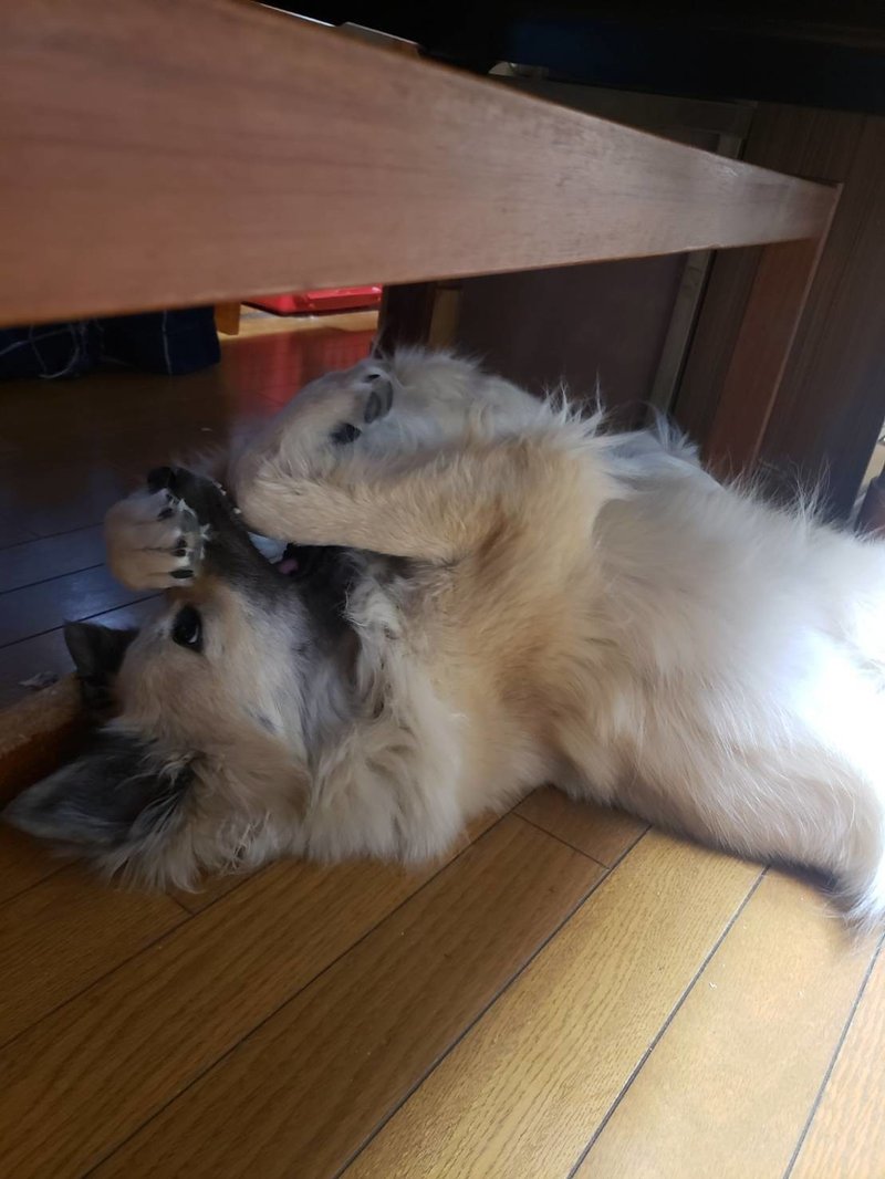 許すと恐怖 犬の甘噛み 犬の心理から治し方まで 徹底解説 ドッグライフサポーター 獅子パパ Note