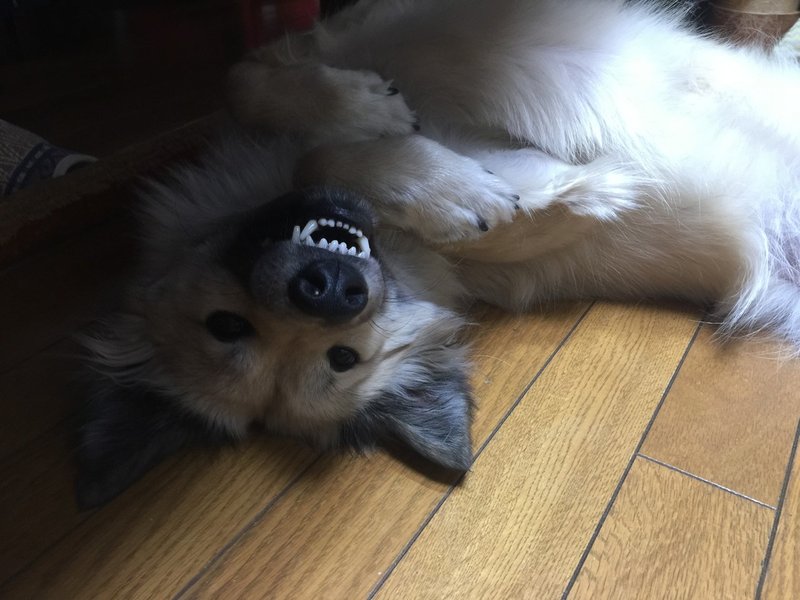 許すと恐怖 犬の甘噛み 犬の心理から治し方まで 徹底解説 ドッグライフサポーター 獅子パパ Note