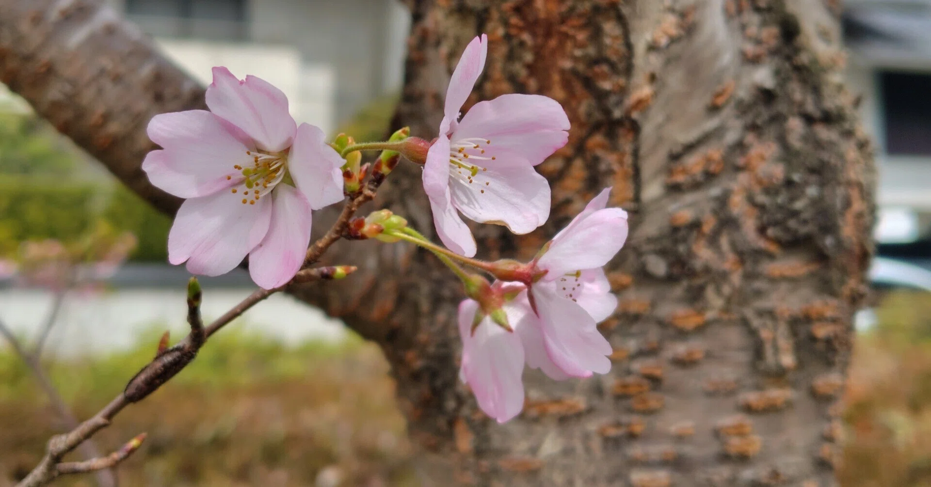 岐阜市で咲き始めた桜を探して｜t-oshima