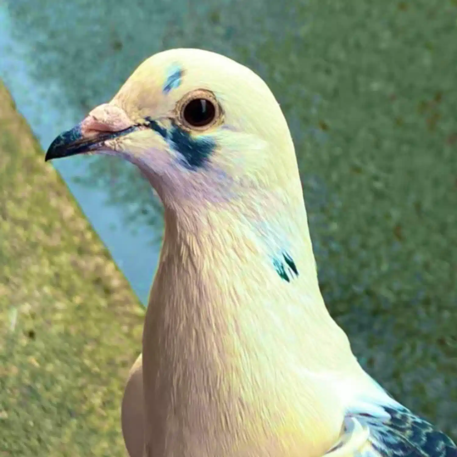 white poppo