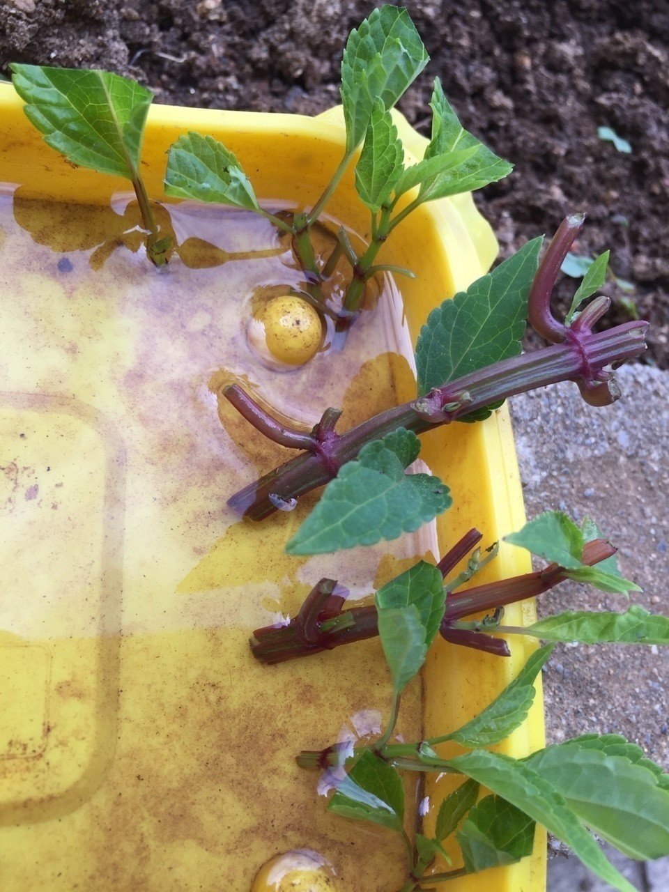 サルビア クリスティン 挿し穂4本 サルビア クリスティン 挿し穂4本