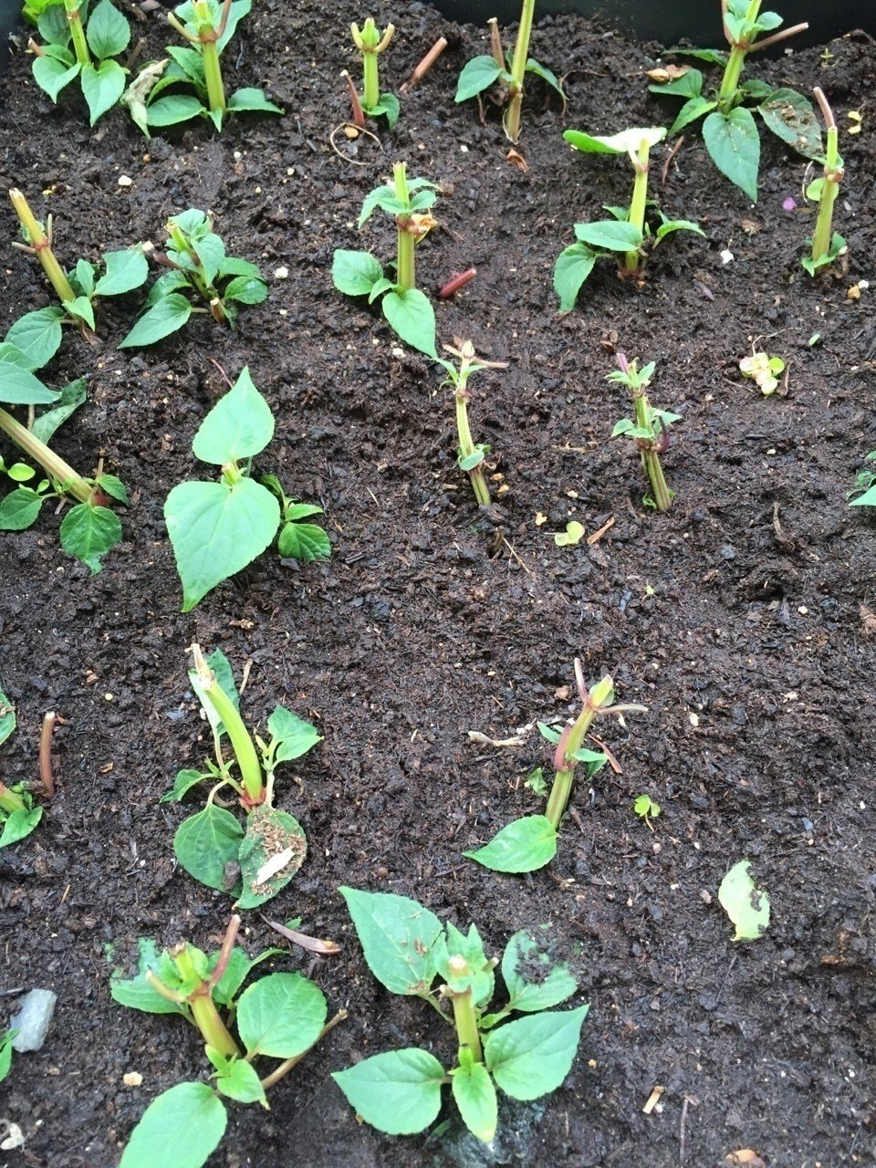 サルビア クリスティン 挿し穂4本