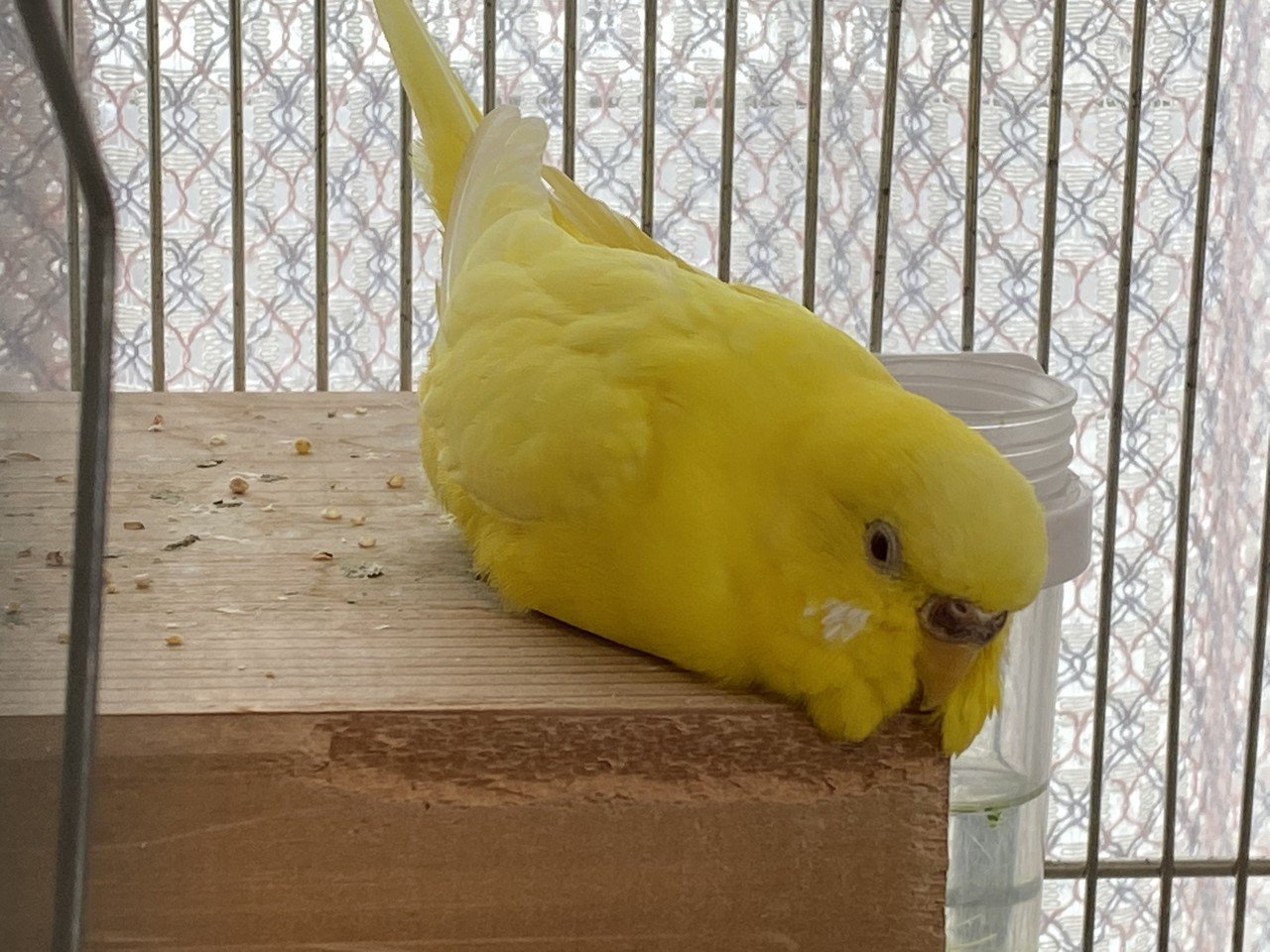 ひよちゃん リラックスモード りあこ Note