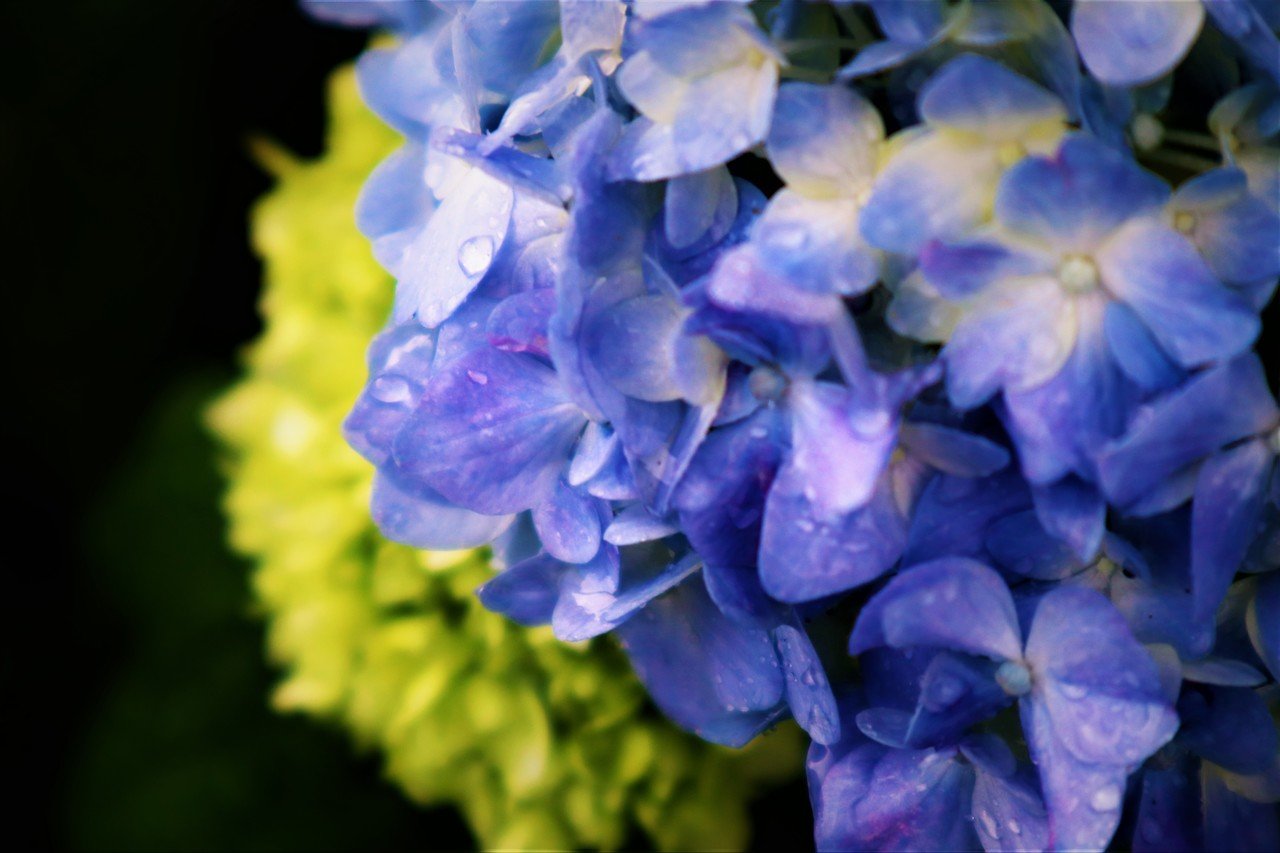 雨の日 紫陽花とおしゃべりと 青木詠一 Note 雨の日 紫陽花とおしゃべりと 青木詠一 Note