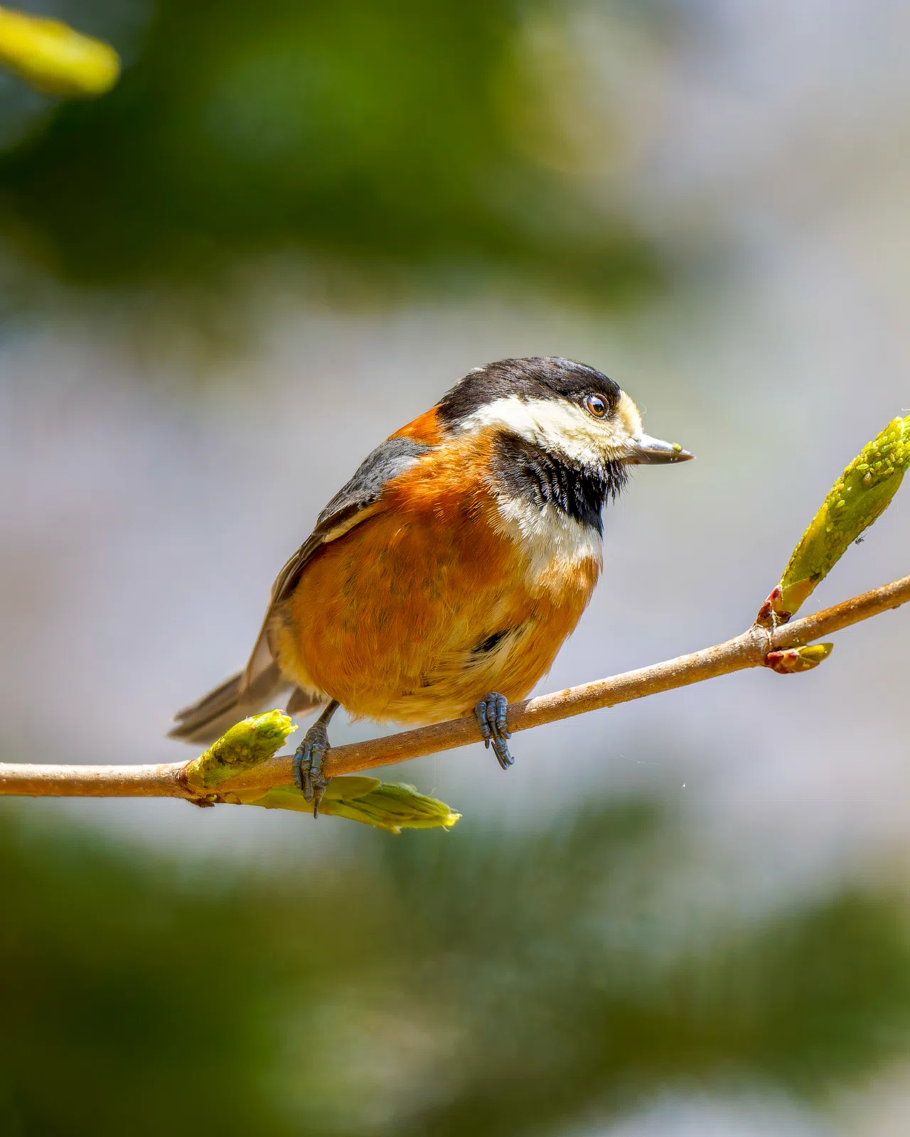 身近な鳥が一番難しい。野鳥撮影初心者が最初に苦戦すること｜かめんさん