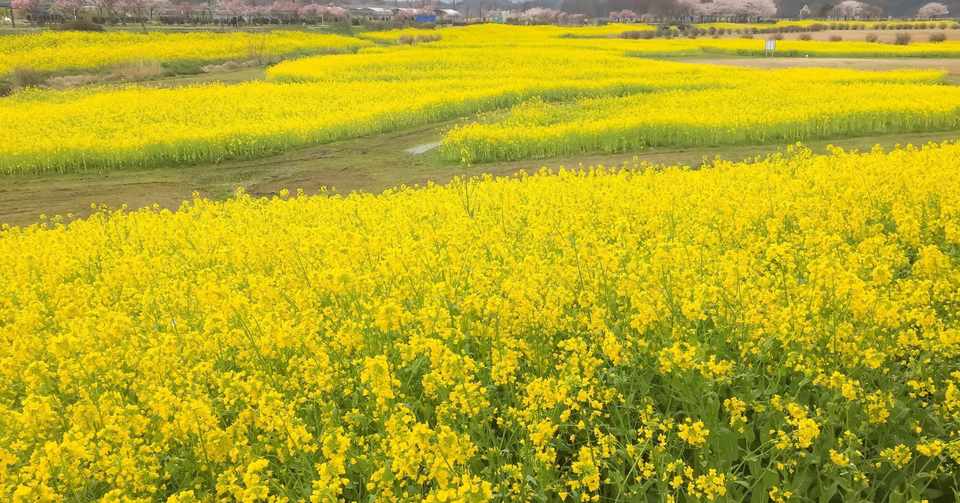 優しさは弱さなのか Dai Tamesue 為末大 Note