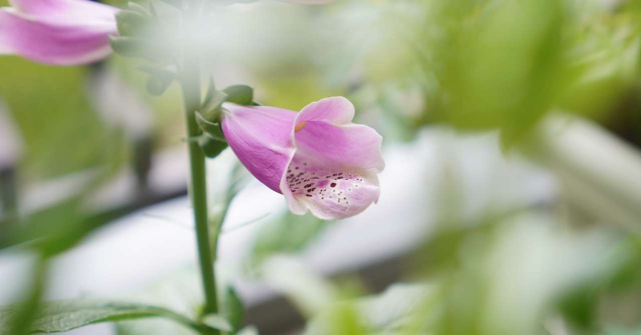 ジギタリスの開花と雨上がりのベランダ ゆかこ Note