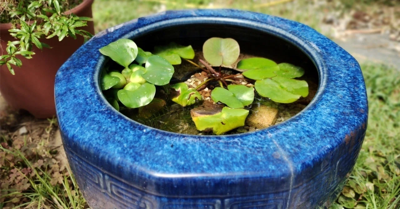 🌿畑に水がないから考えたこと〜メダカとつくる、手間いらずの小さな