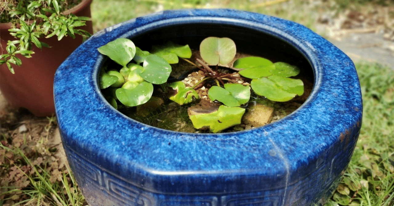 🌿畑に水がないから考えたこと〜メダカとつくる、手間いらずの小さな