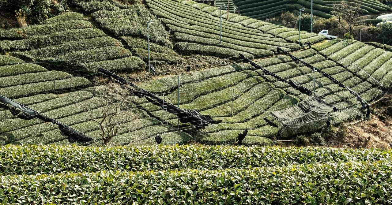 緑茶で胃脂肪を減らす方法 緑茶で胃脂肪を減らす方法