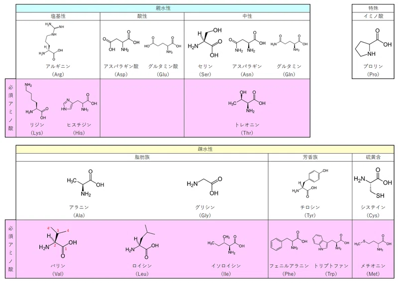 慢性肝不全に なぜ分岐鎖アミノ酸 Bcaa が投与されるのだろう 薬備 ヤクビ 保険薬局薬剤師のアカデミック備忘録 鎌田貴志 Note