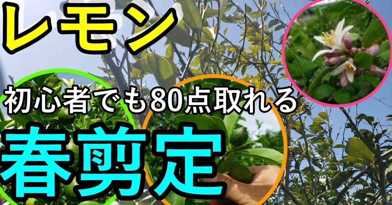 Lemon | Spring Pruning for Beginners to Score 80 Points｜ふかや村