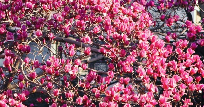 今年も空いっぱいに咲くシモクレン