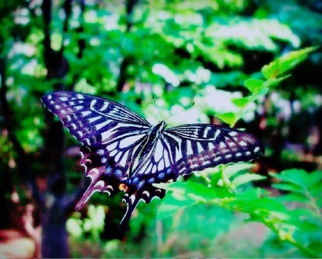 なぜ占いが当たるのか 共時性シンクロニシティと占い Kaori Y Note