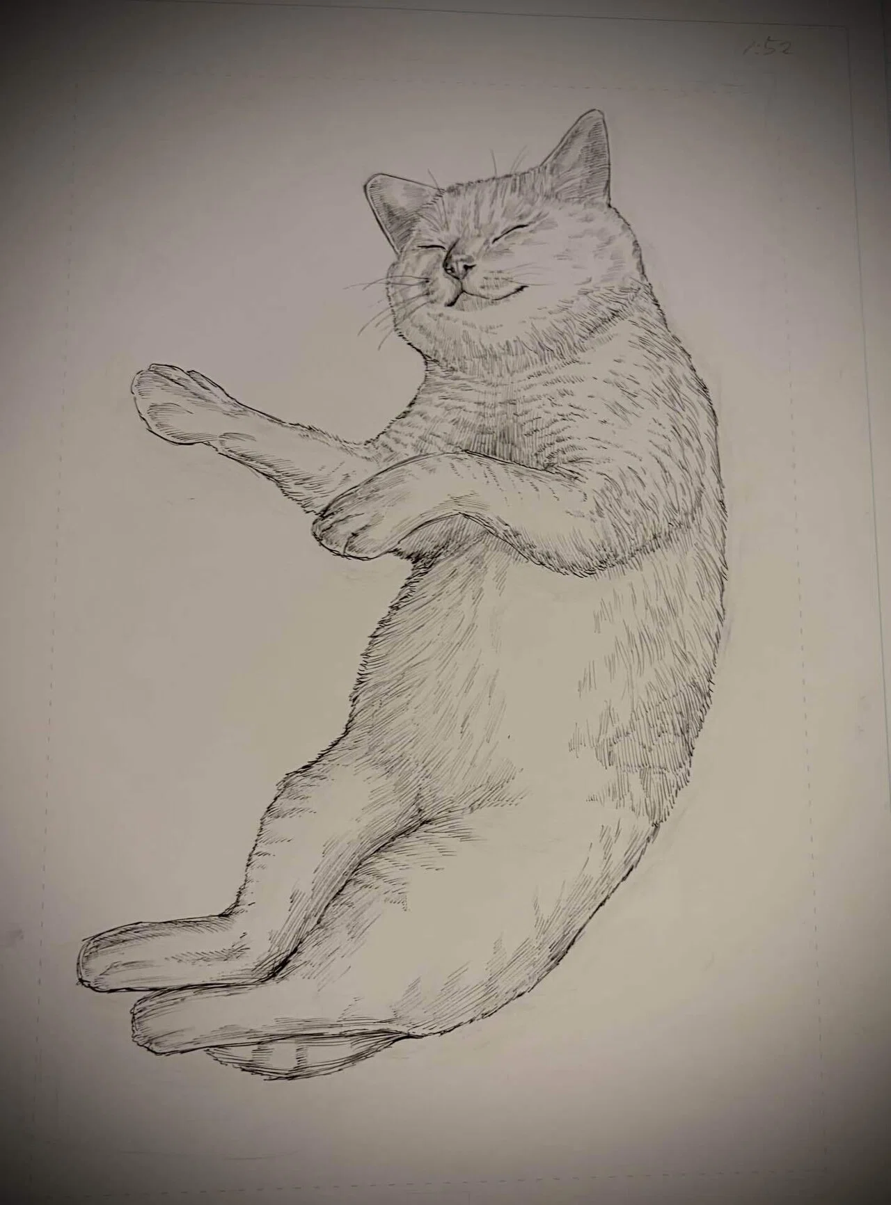 ペン画の猫に、色鉛筆で『命』を吹き込んでみた。｜K KAKUTO