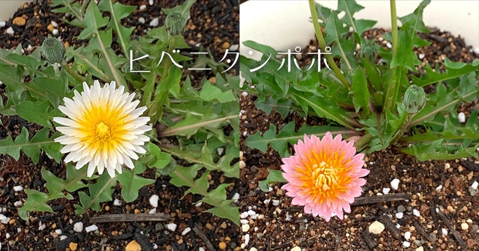 ヒベニタンポポ｜さとうかよこ（きらら舎）