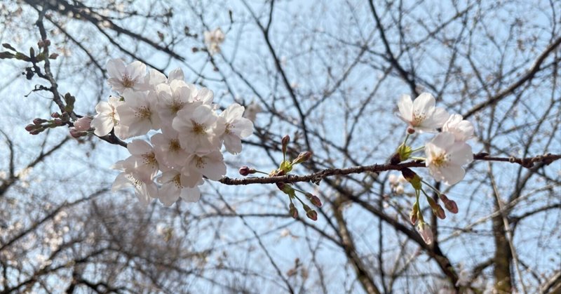 どんぐり山通信:ぽつぽつ開花