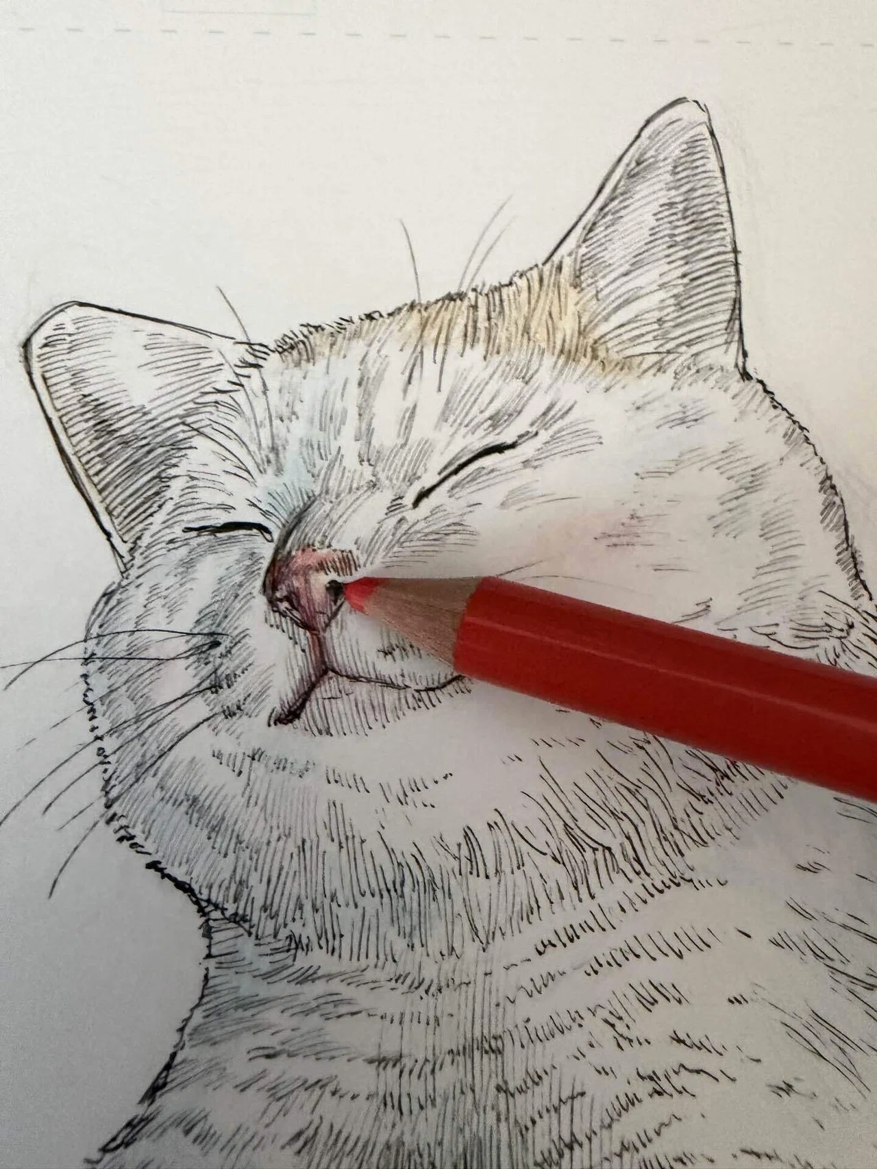 ペン画の猫に、色鉛筆で『命』を吹き込んでみた。｜K KAKUTO